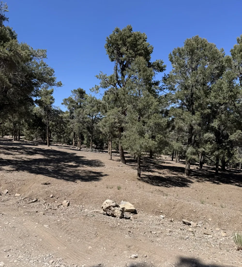 big pines and red dirt on macks canyon road